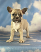 Frenchton