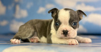 Frenchton