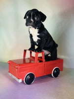 Frenchton