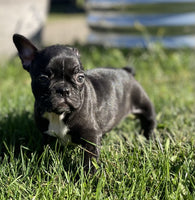 Frenchton