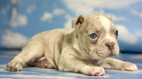 Frenchton