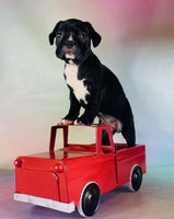 Frenchton
