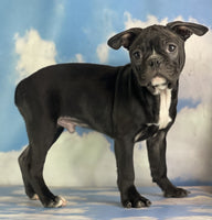  Frenchton