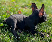 Frenchton