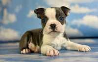 Frenchton
