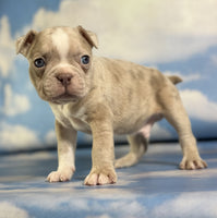 Frenchton