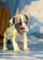 Frenchton