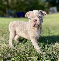 Frenchton