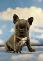 Frenchton