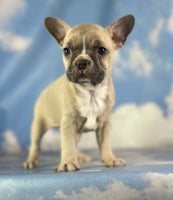 Frenchton