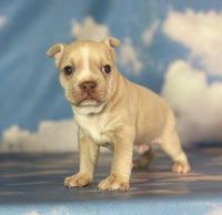 Frenchton