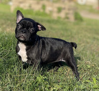 Frenchton