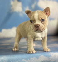 Frenchton