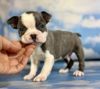 Frenchton
