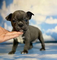 Frenchton