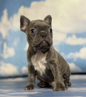 Frenchton