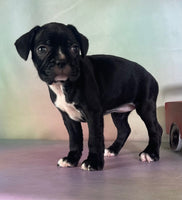 Frenchton