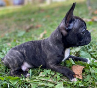 Frenchton