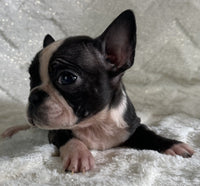 Frenchton