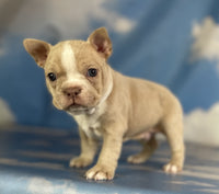 Frenchton
