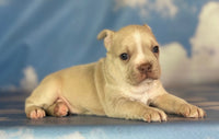 Frenchton