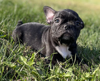 Frenchton