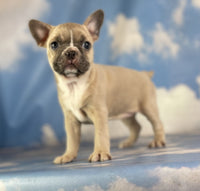 Frenchton
