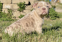 Frenchton