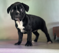 Frenchton