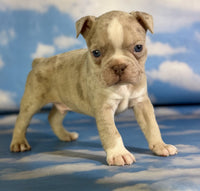 Frenchton