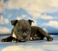 Frenchton