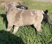 Frenchton
