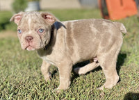 Frenchton