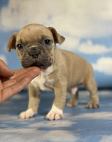 Frenchton