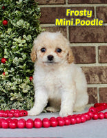 Frosty Male CKC Mini Poodle $645