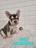 Frosty Male French Bulldog $1250