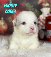 Frosty Male Corgi $1375