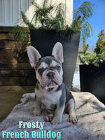 Frosty Male French Bulldog $1195