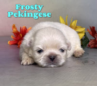 Frosty Male ACA Pekingese $1625