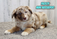 Frosty Male Mini Aussiepoo $995