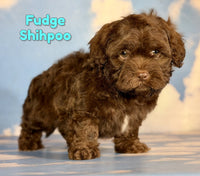 Fudge Male Shihpoo $1100