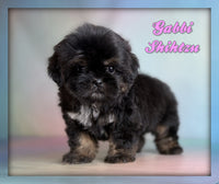 Gabbi Female ACA Shihtzu $1625