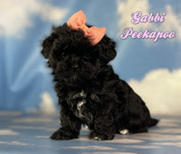Gabbi Female Peekapoo $1325
