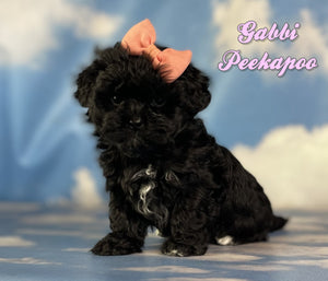 Peekapoo
