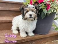 Gabby Female Biewer $1900