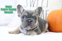 Gavon Male AKC Fluffy French Bulldog $1500