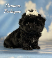 Gemma Female Peekapoo $1325