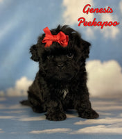 Genesis Female Peekapoo $1325