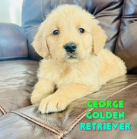 George Male AKC Golden Retriever $650