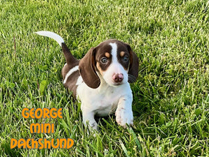 Mini Dachshund